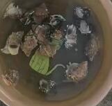 û�����