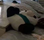 �ɹ�