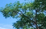 我缺席在你的未来