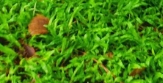 ڵİ