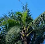 ������ͤ