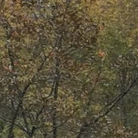 СС