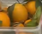 ͯ