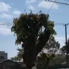 С