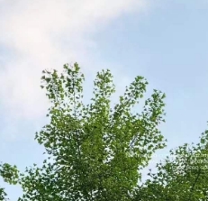 ش