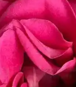 ˽����С���꣺����ʲô���Ļ�԰���Ǻÿ��Ļ�԰